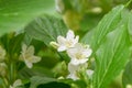 Japanese Weigela coraeensis Alba with funnel-shaped white flowers